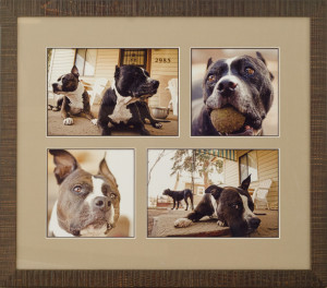 Multi opening custom framed pet portraits